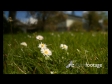 Daisy Flowers 1 519